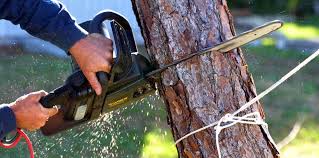 Best Emergency Tree Removal  in Mount Hore, WI