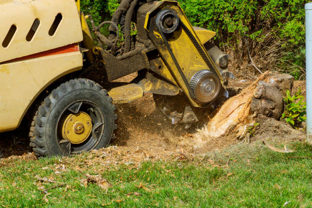 Best Commercial Tree Services  in Mount Hore, WI