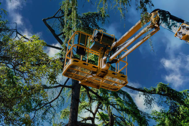 Best Storm Damage Tree Cleanup  in Mount Hore, WI