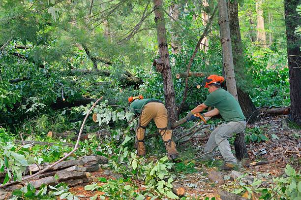 Best Root Management and Removal  in Mount Hore, WI