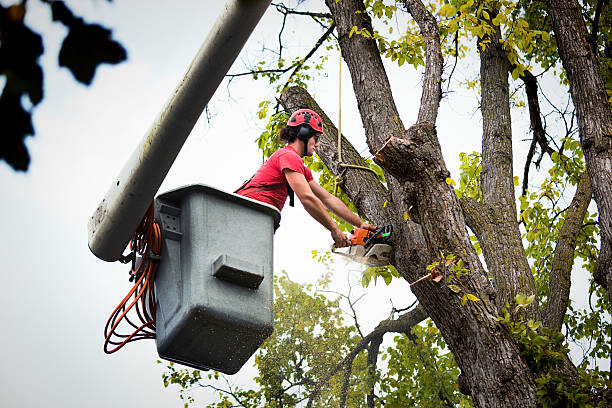 Best Hazardous Tree Removal  in Mount Hore, WI