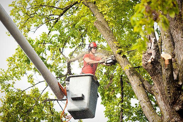 Best Leaf Removal  in Mount Hore, WI