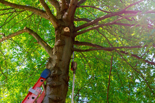  Mount Hore, WI Tree Services Pros